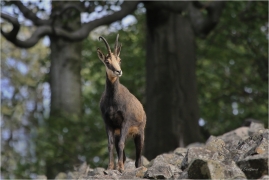 <p>KAMZÍK HORSKÝ (Rupicapra rupicapra) Lužické hory, Studenec ---- /Chamois - Gämse/</p>